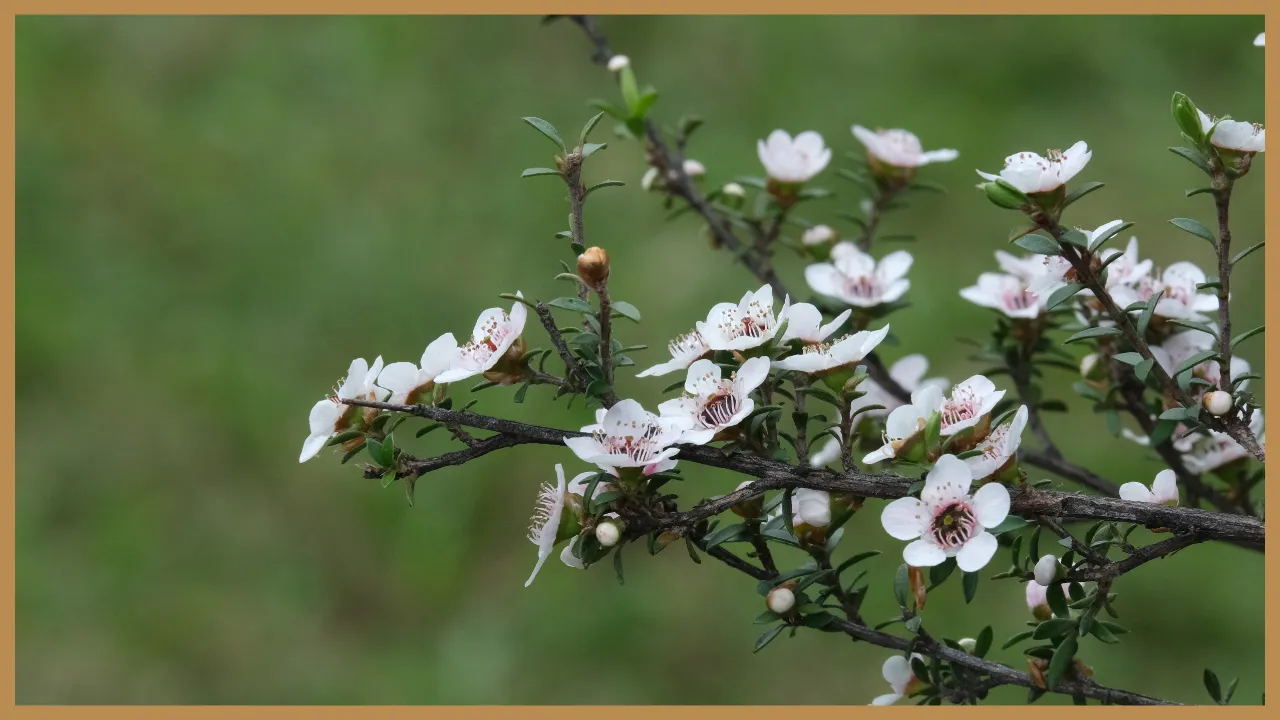 Manuka