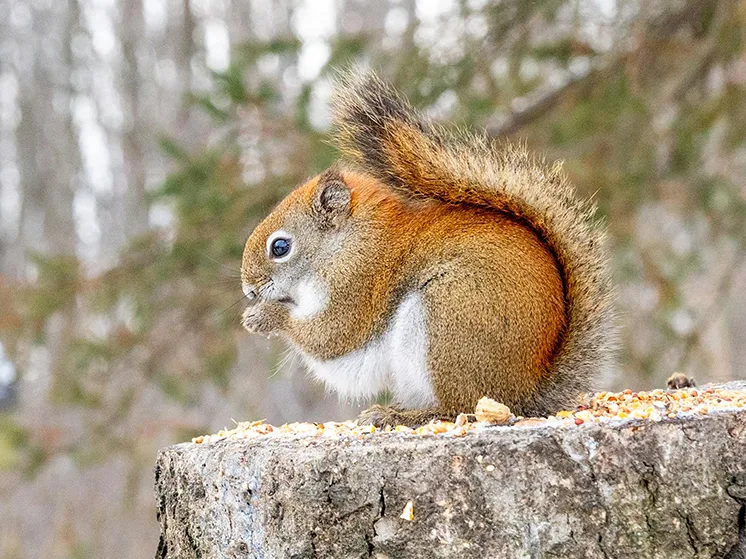 scoiattolo cirmolo olio essenziale animale