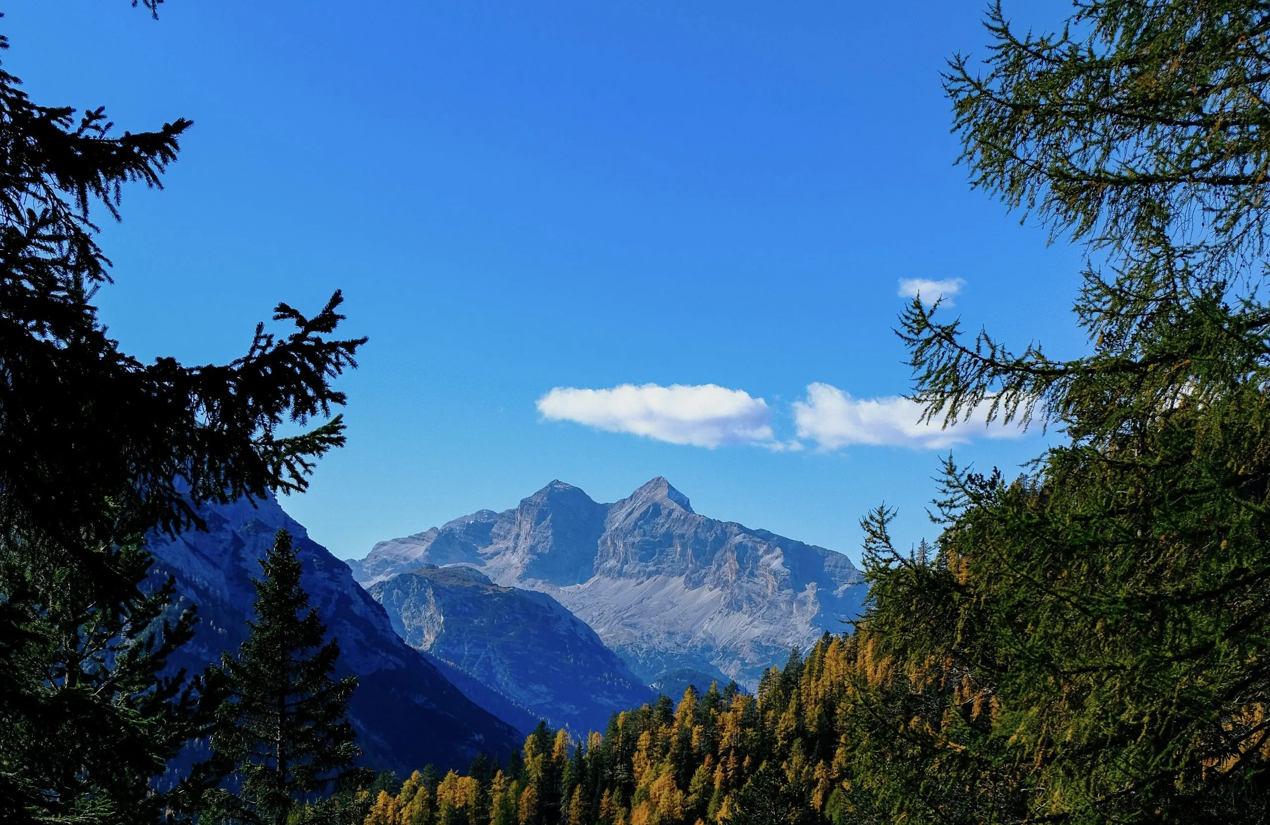 monte cimbro olio essenziale